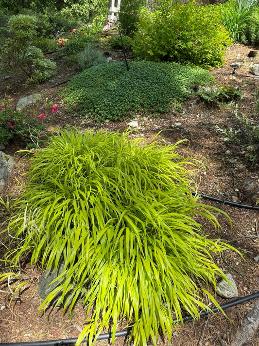 Japanese Forest Grass (Hakonechloa macra): A Symphony of Serenity and Shade