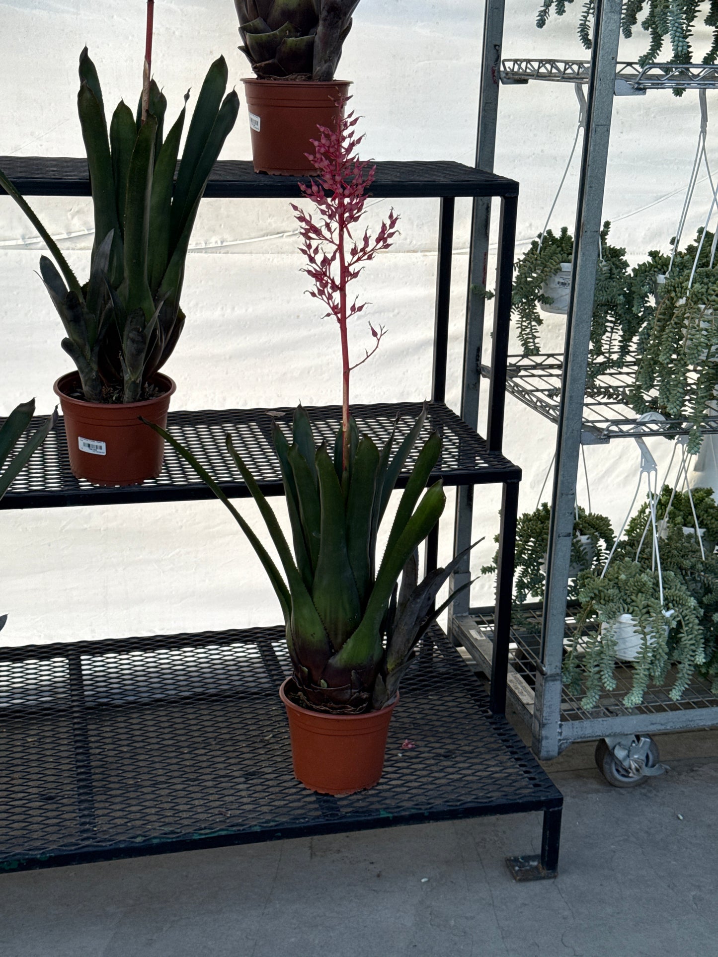 RedCrocus Assorted Bromeliad Portea | Unique Tropical Plant for Indoor & Outdoor Decor | Non-Toxic, Pollinator Attracting, Easy Care Plant 8" Pot