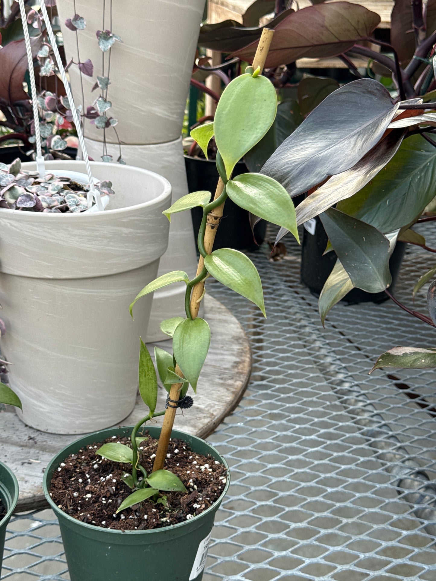 RedCrocus Vanilla Bean Orchid | Fragrant Epiphytic Tropical Plant | Indoor & Container Friendly | Exotic Green Foliage & Aromatic Flowers | Pet Toxicity Warning 6" Pot