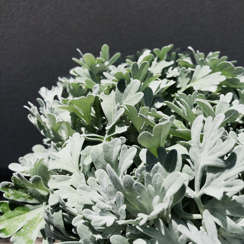 Artemisia Sea Salt - View 10 from www redcrocus com