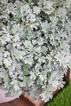 Artemisia Sea Salt - View 15 from www redcrocus com