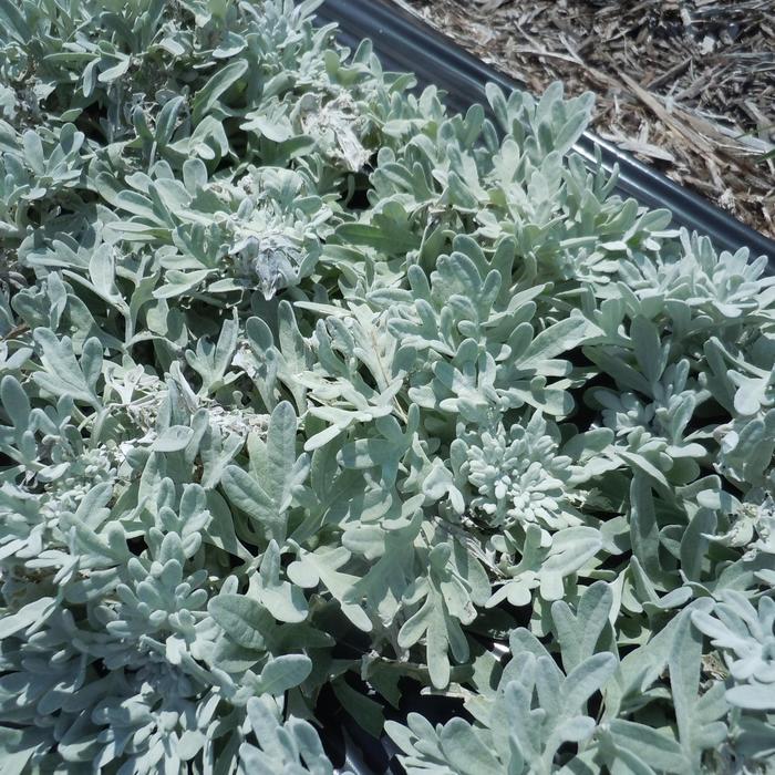 Artemisia Sea Salt - View 2 from www redcrocus com