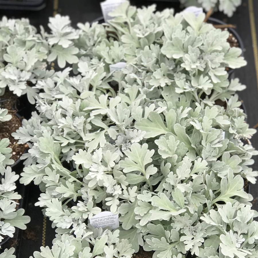 Artemisia Sea Salt - View 3 from www redcrocus com