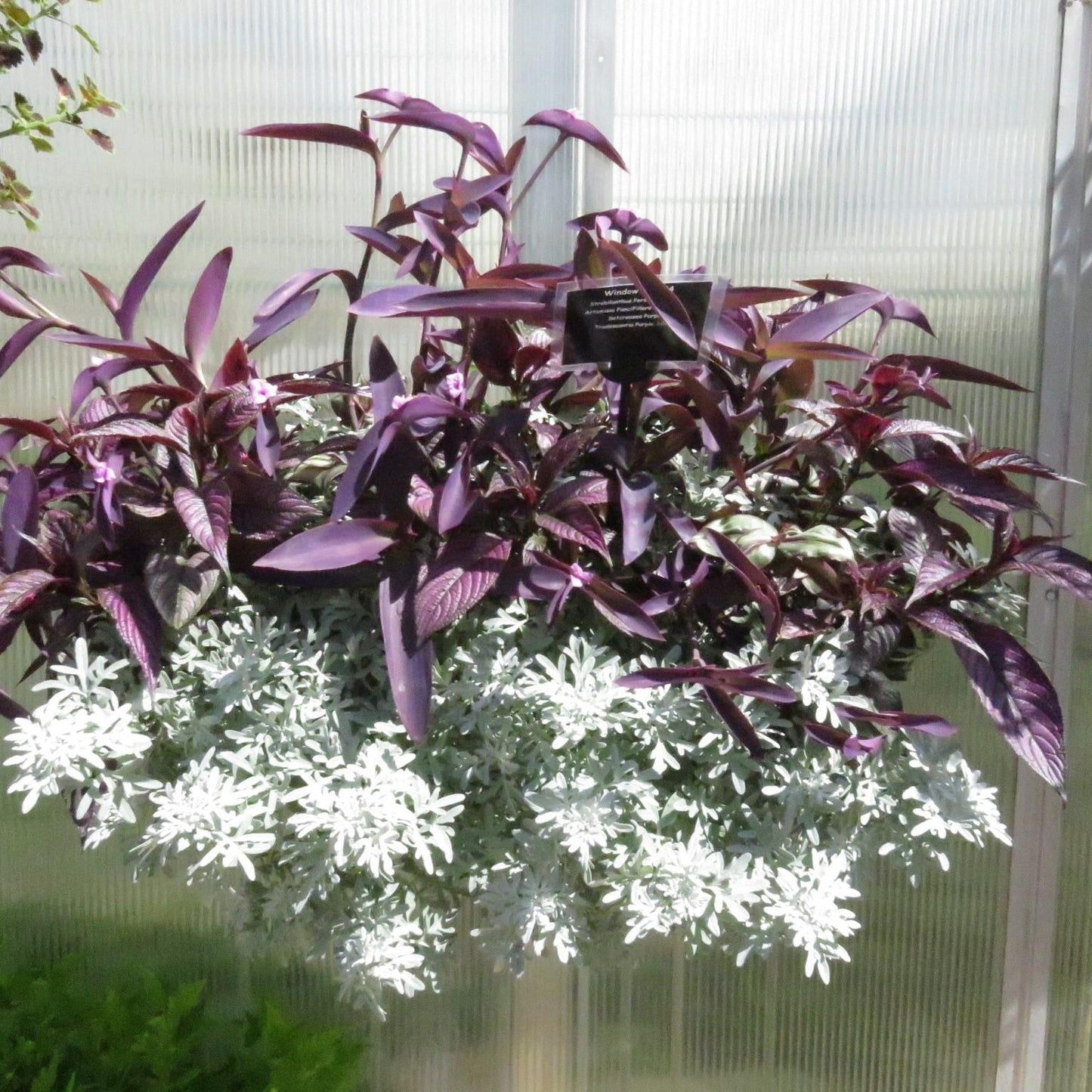 Artemisia Sea Salt - View 5 from www redcrocus com
