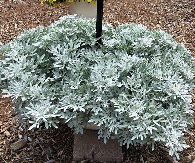 Artemisia Sea Salt - View 7 from www redcrocus com