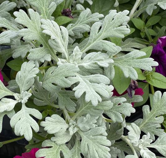 Artemisia 'sea Salt' - View 11 from www redcrocus com
