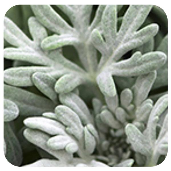 Artemisia 'sea Salt' - View 16 from www redcrocus com