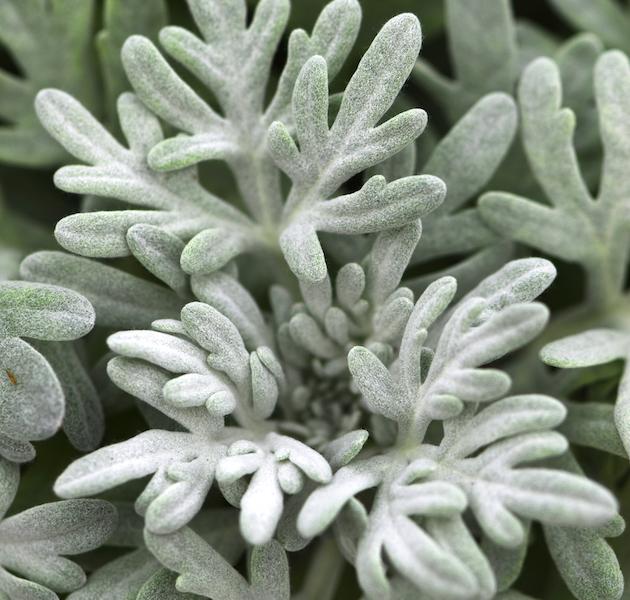 Artemisia 'sea Salt' - View 1 from www redcrocus com