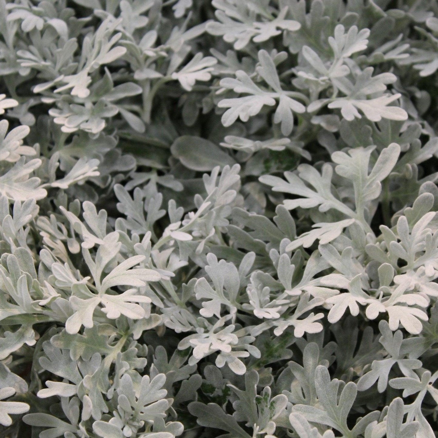 Artemisia 'sea Salt' - View 7 from www redcrocus com