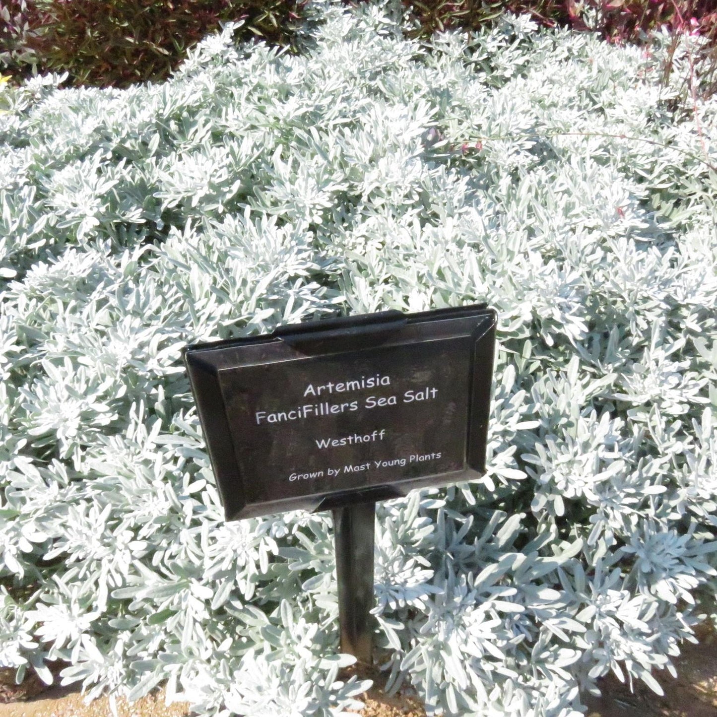 Artemisia 'sea Salt' - View 9 from www redcrocus com