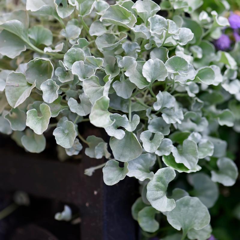 Dichondra Silver Falls - View 10 from www redcrocus com