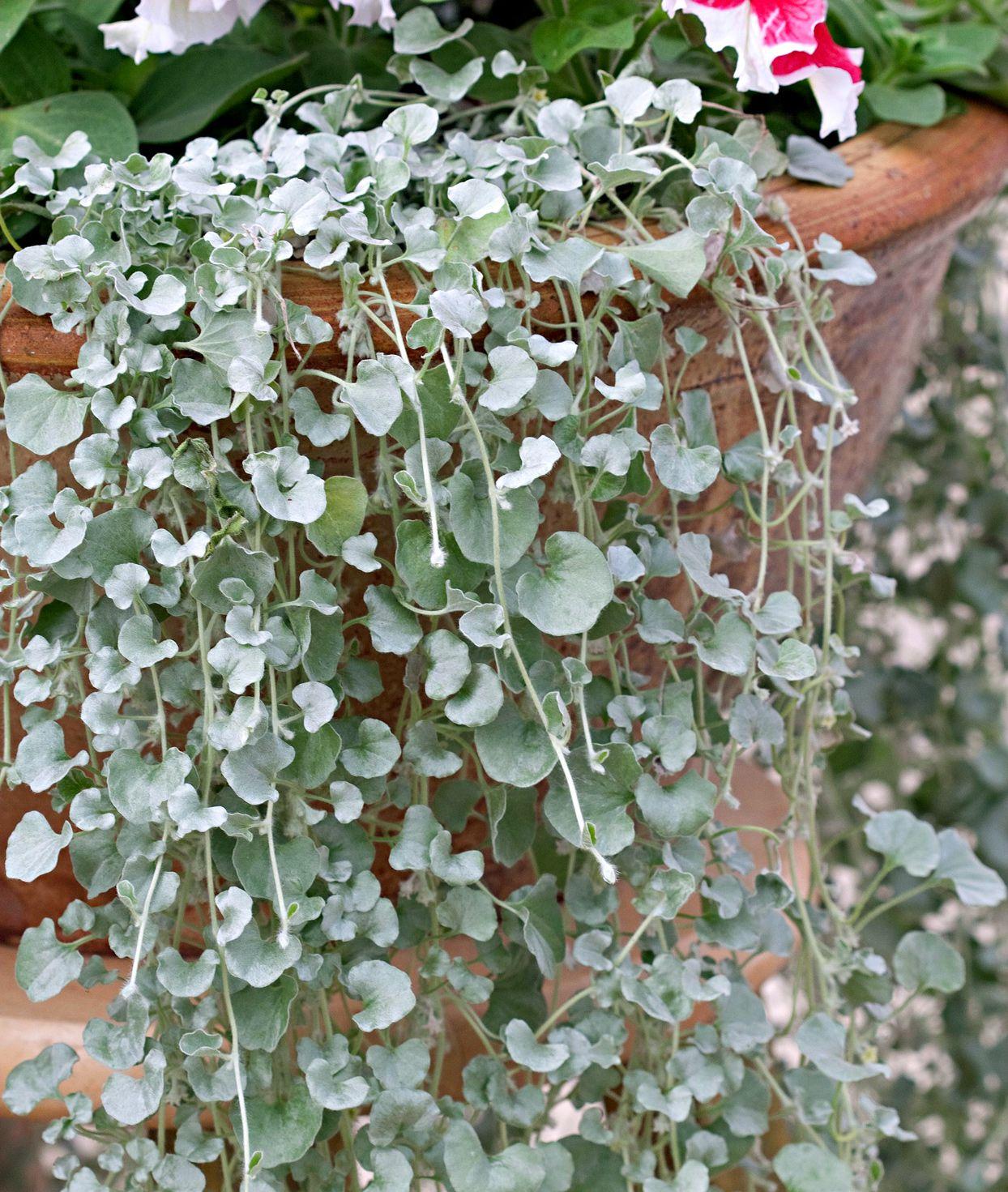 Dichondra Silver Falls - View 11 from www redcrocus com