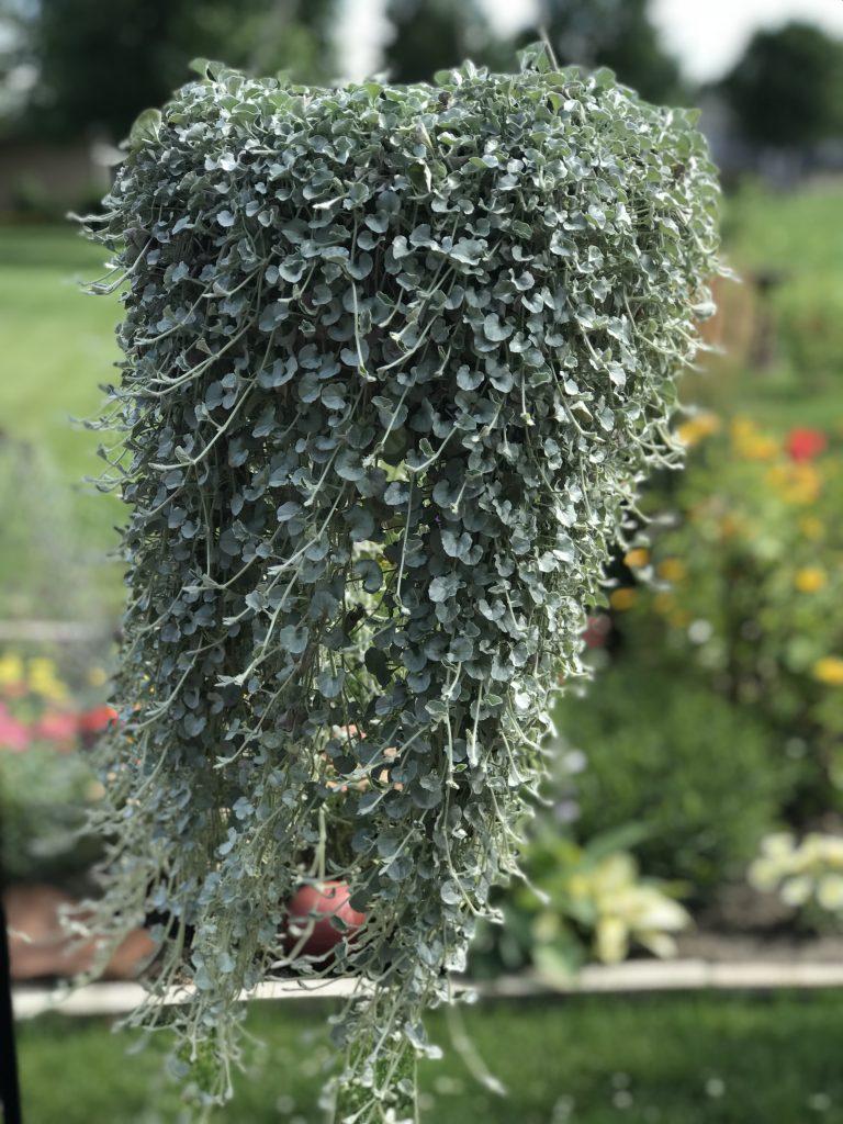 Dichondra Silver Falls - View 14 from www redcrocus com
