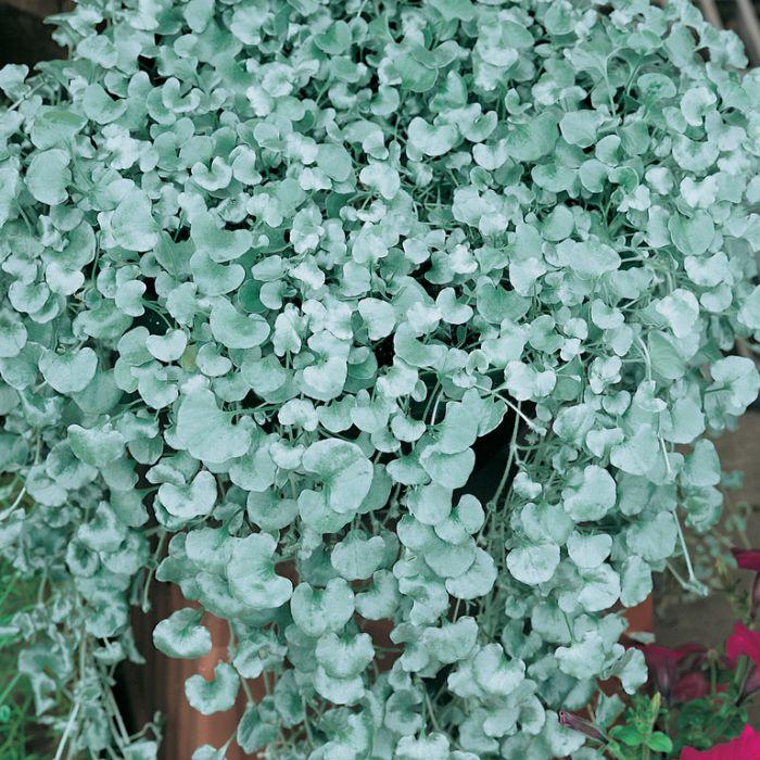 Dichondra Silver Falls - View 15 from www redcrocus com