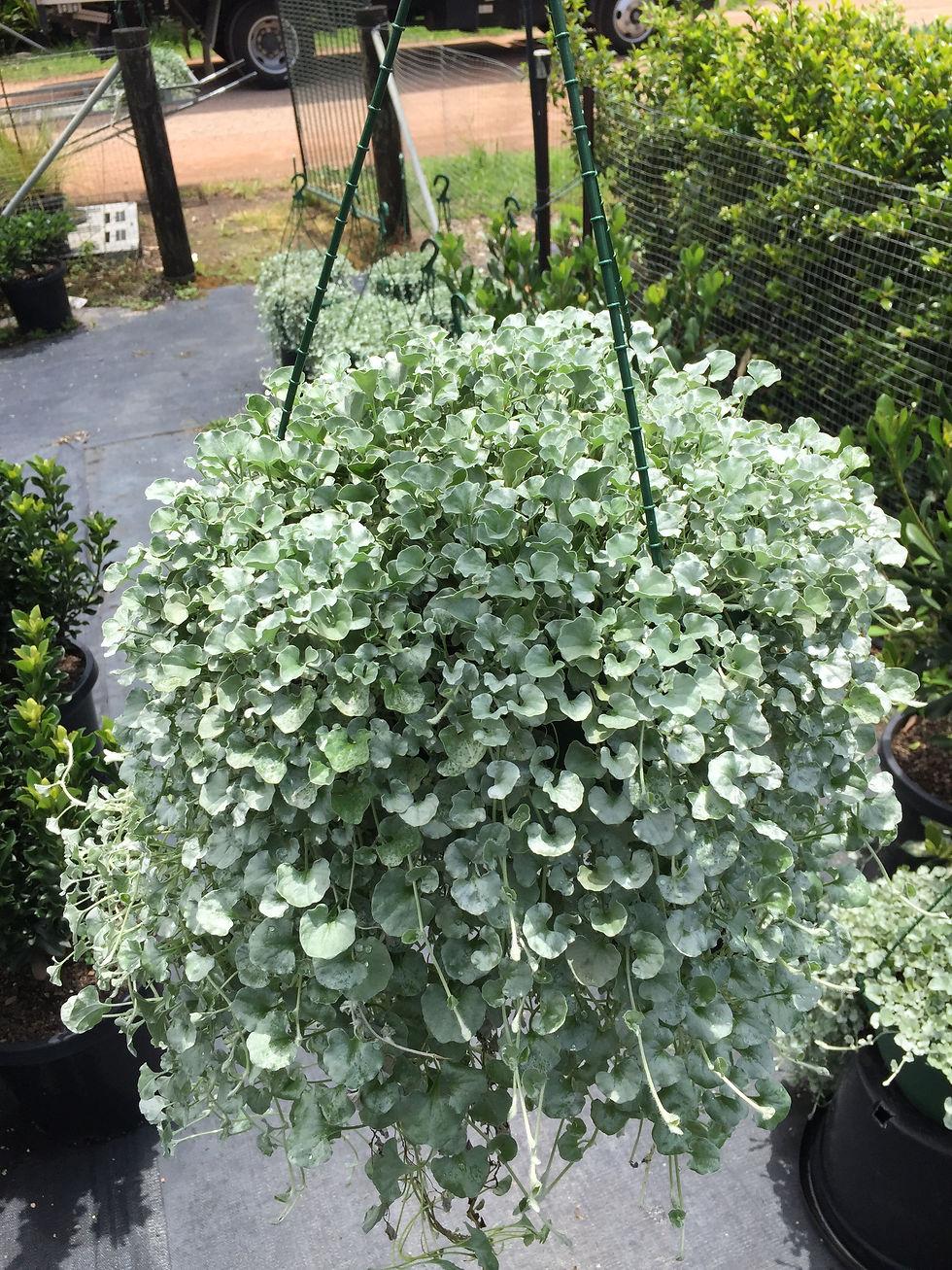 Dichondra Silver Falls - View 16 from www redcrocus com