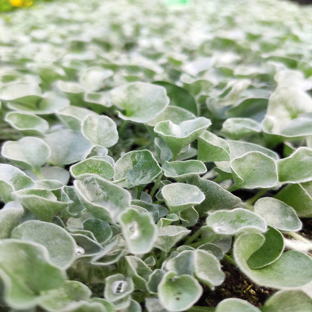 Dichondra Silver Falls - View 17 from www redcrocus com