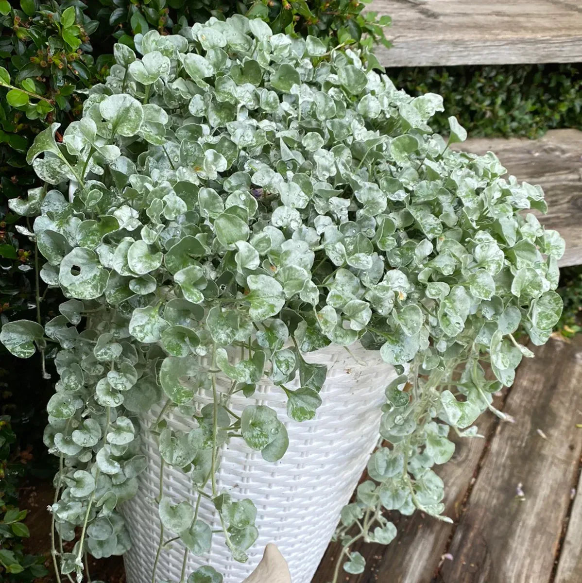 Dichondra Silver Falls - View 17 from www redcrocus com