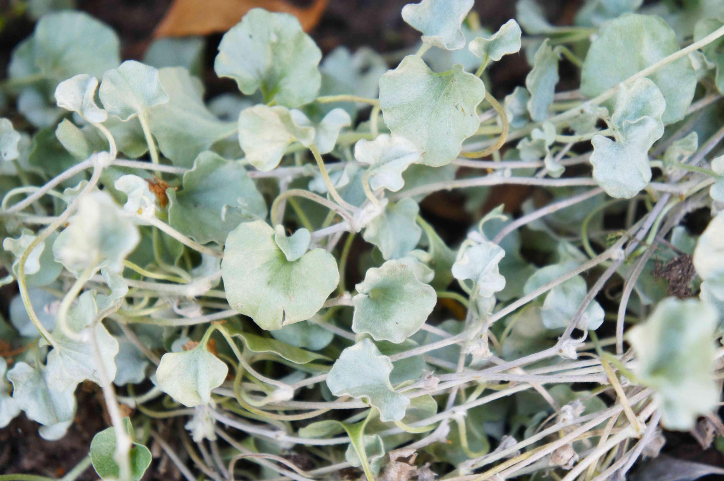 Dichondra Silver Falls - View 18 from www redcrocus com
