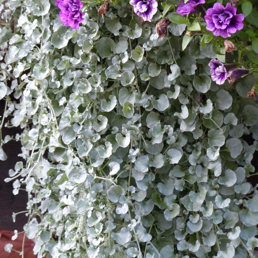 Dichondra Silver Falls - View 19 from www redcrocus com
