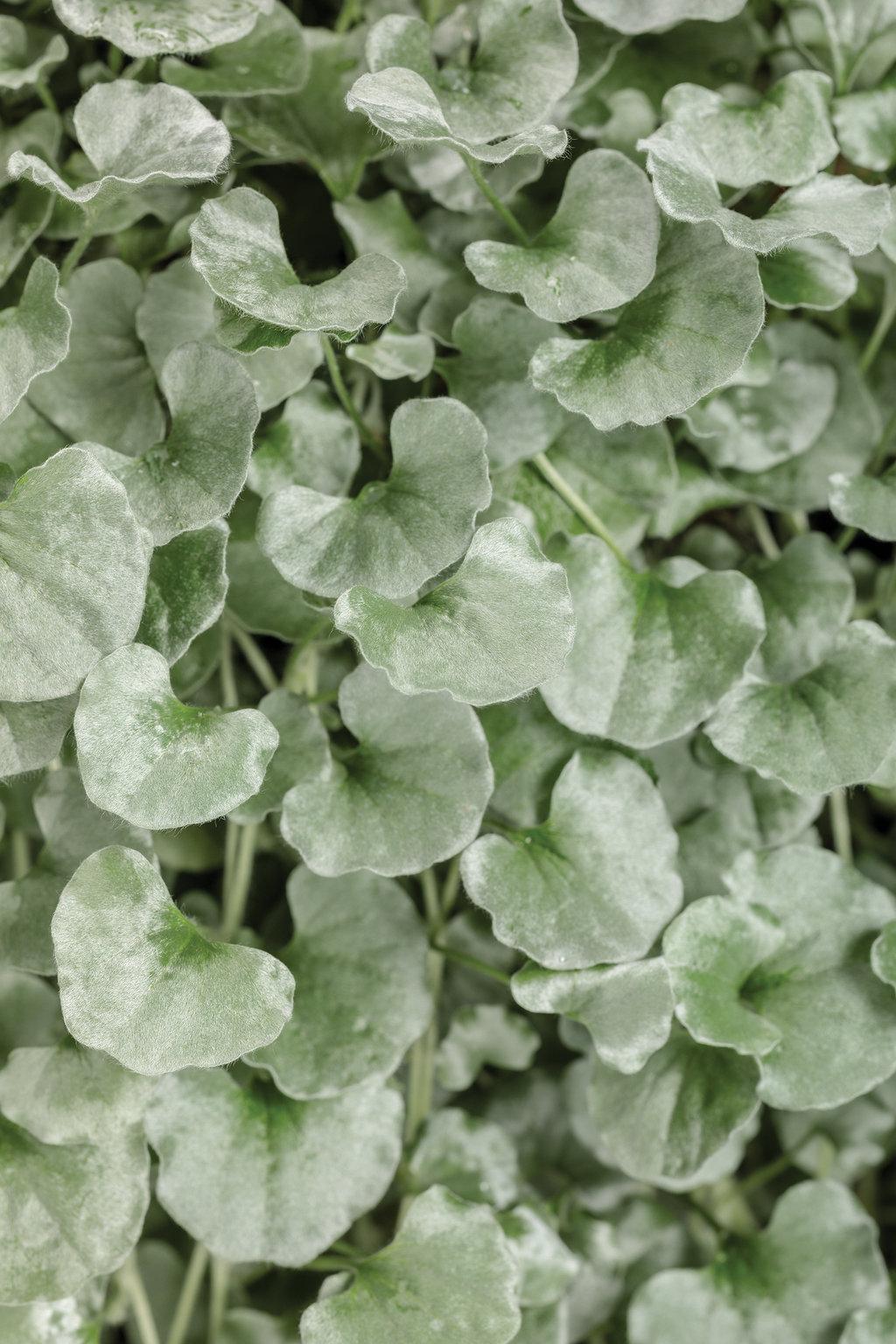 Dichondra Silver Falls - View 1 from www redcrocus com
