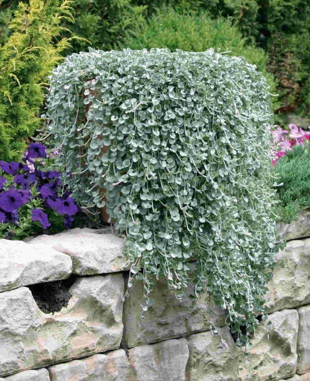 Dichondra Silver Falls - View 20 from www redcrocus com