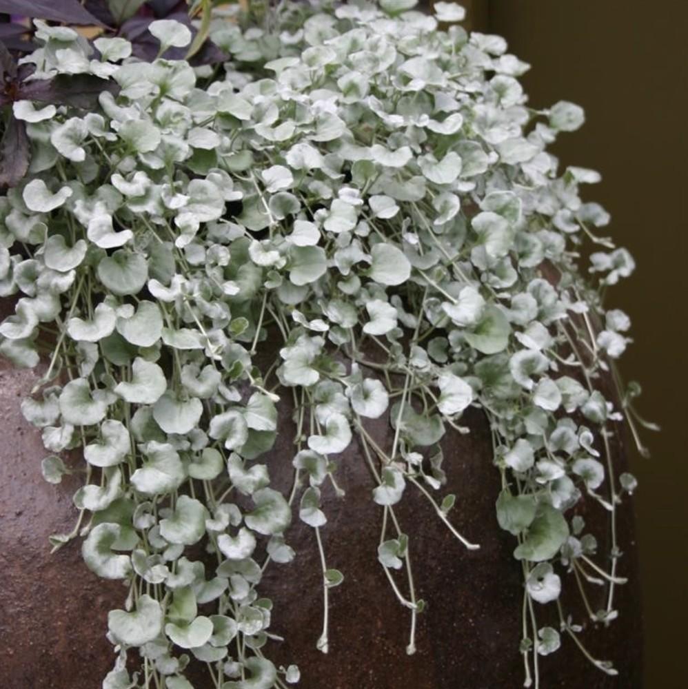 Dichondra Silver Falls - View 3 from www redcrocus com