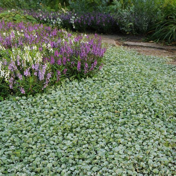 Dichondra Silver Falls - View 4 from www redcrocus com