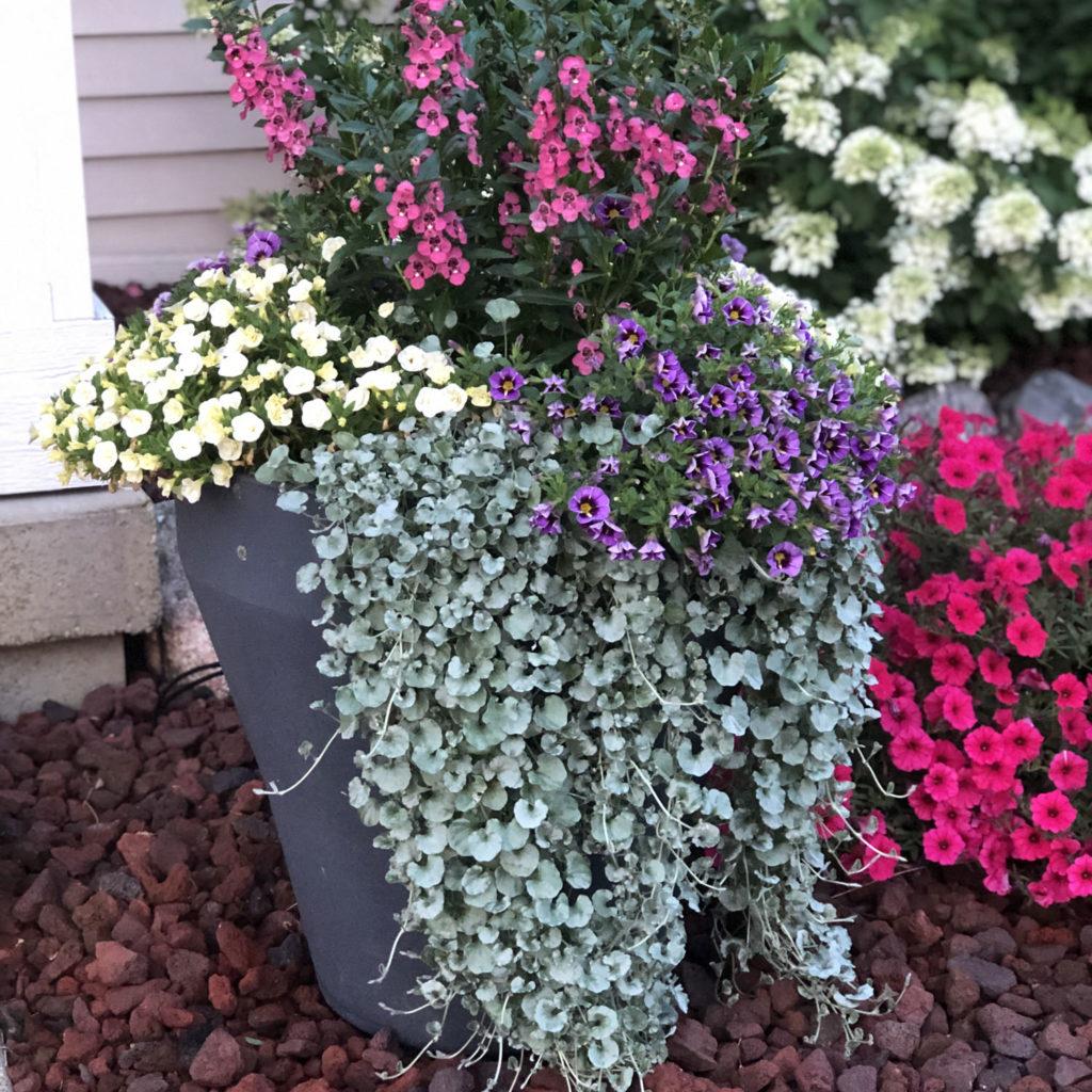 Dichondra Silver Falls - View 5 from www redcrocus com
