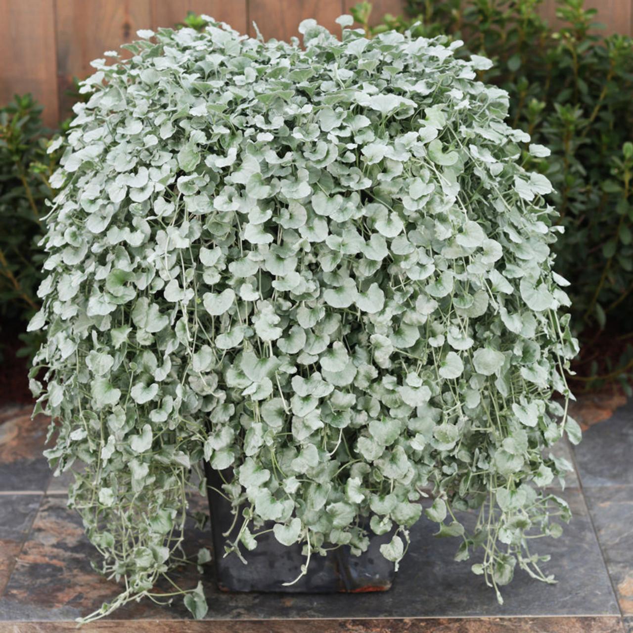 Dichondra Silver Falls - View 6 from www redcrocus com
