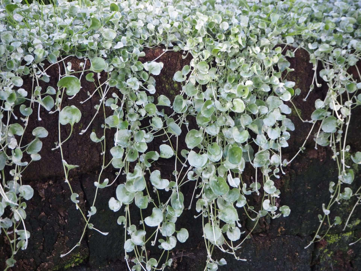 Dichondra Silver Falls - View 7 from www redcrocus com