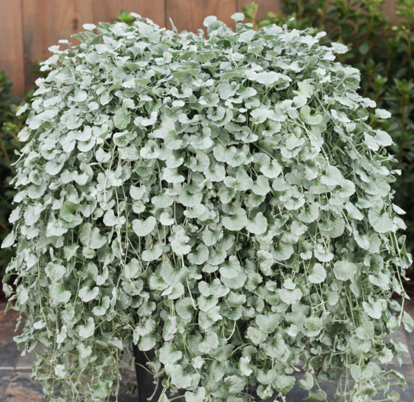 Dichondra Silver Falls - View 8 from www redcrocus com