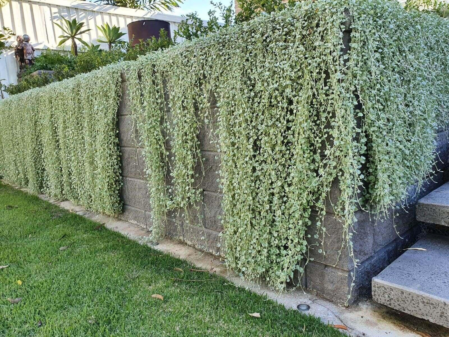 Dichondra Silver Falls - View 8 from www redcrocus com