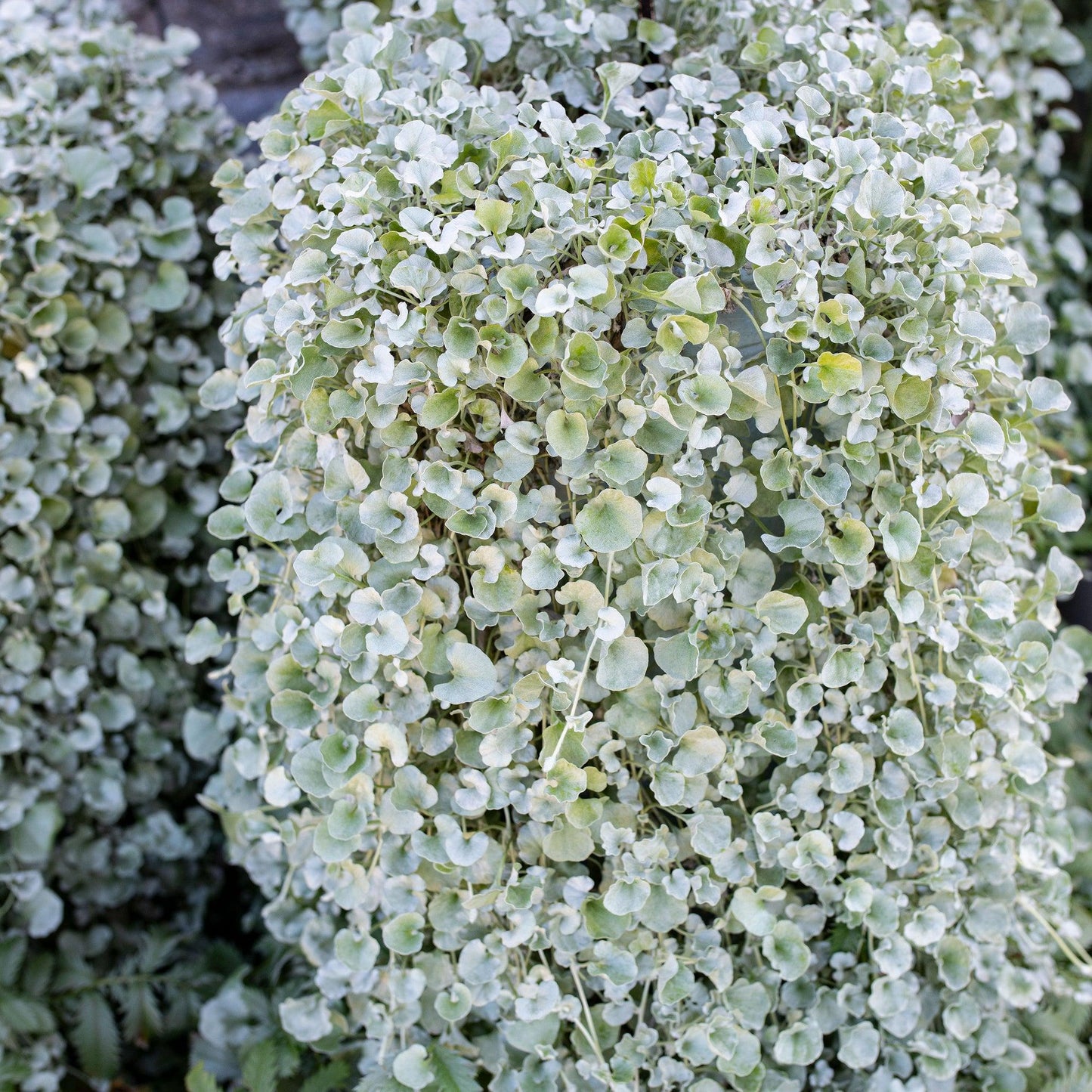 Dichondra Silver Falls - View 9 from www redcrocus com