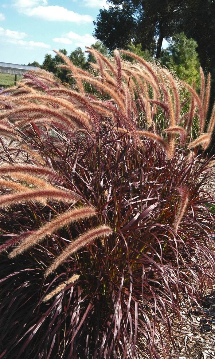 Grass Pennisetum Setaceum Rubrum - View 13 from www redcrocus com