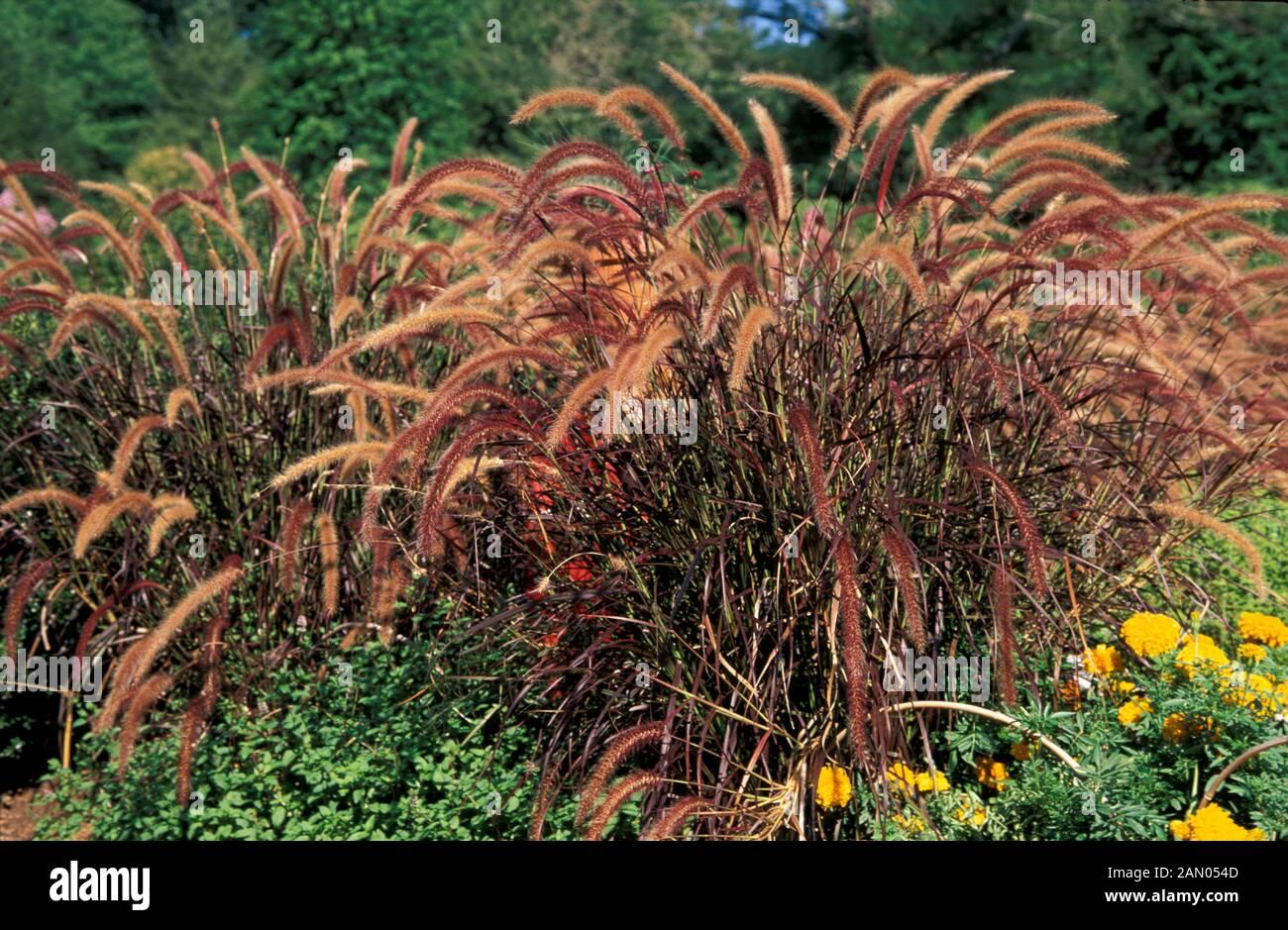 Grass Pennisetum Setaceum Rubrum - View 15 from www redcrocus com
