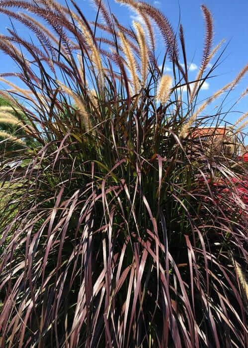 Grass Pennisetum Setaceum Rubrum - View 16 from www redcrocus com