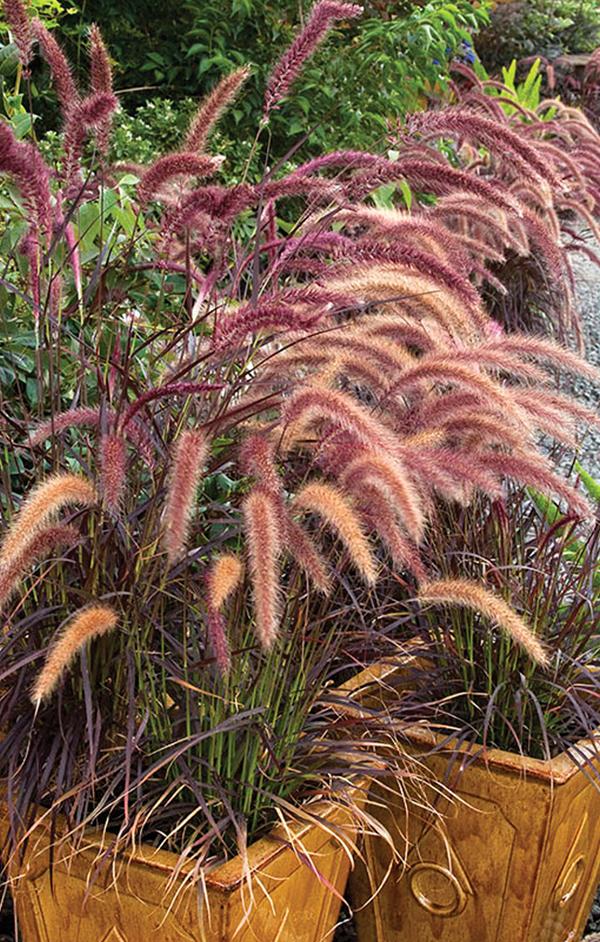 Grass Pennisetum Setaceum Rubrum - View 18 from www redcrocus com