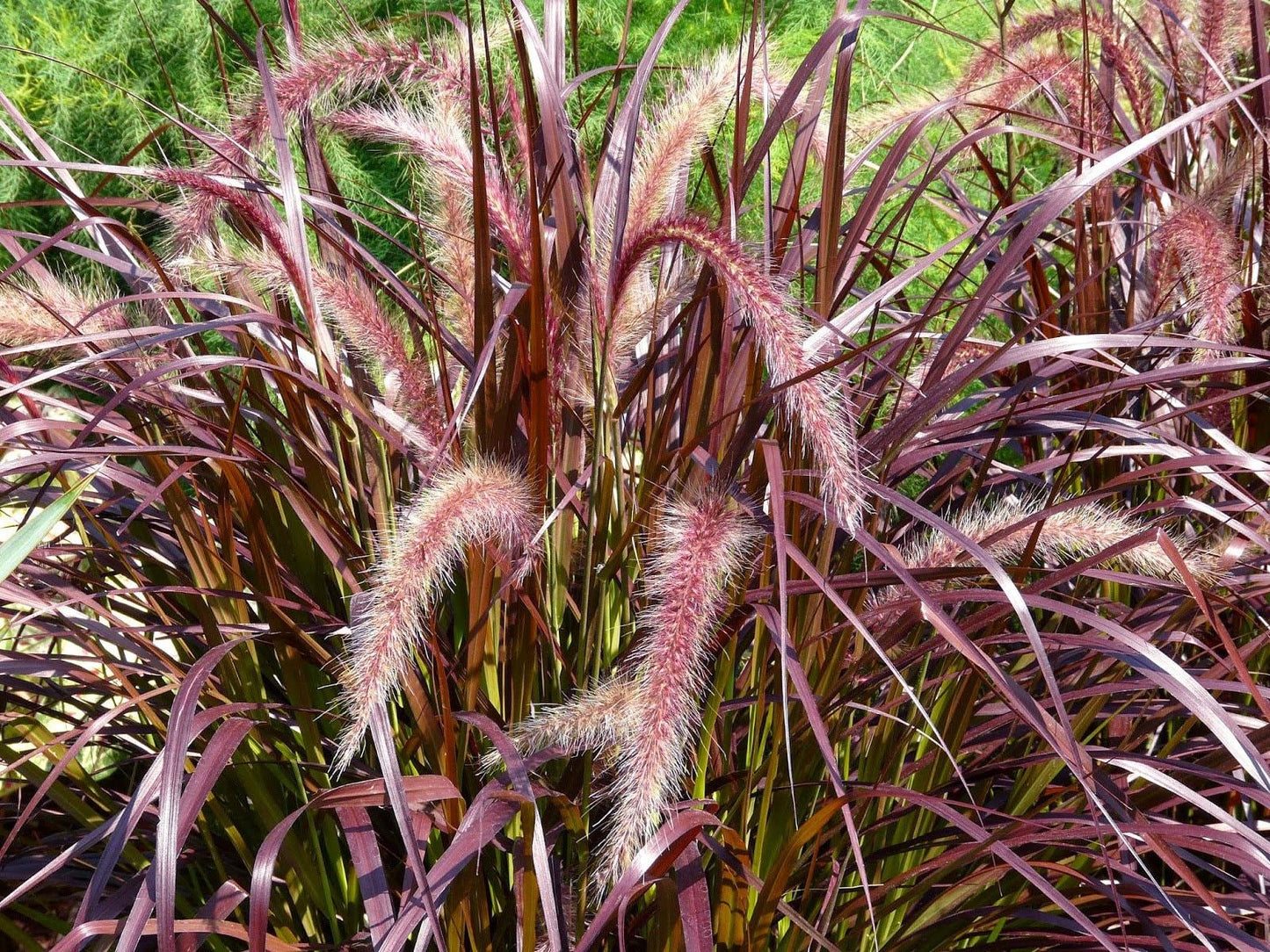 Grass Pennisetum Setaceum Rubrum - View 4 from www redcrocus com