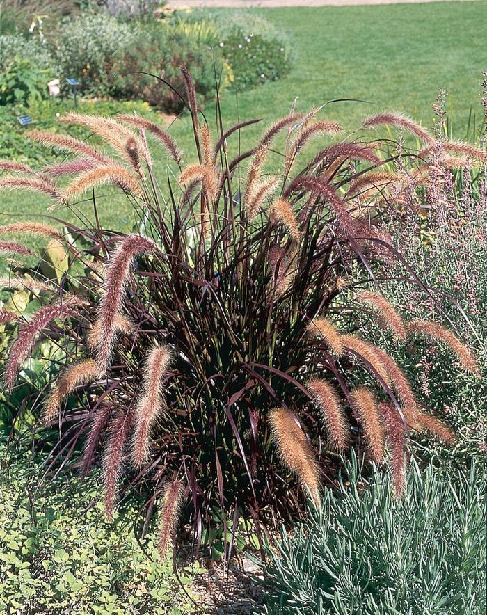 Grass Pennisetum Setaceum Rubrum - View 9 from www redcrocus com