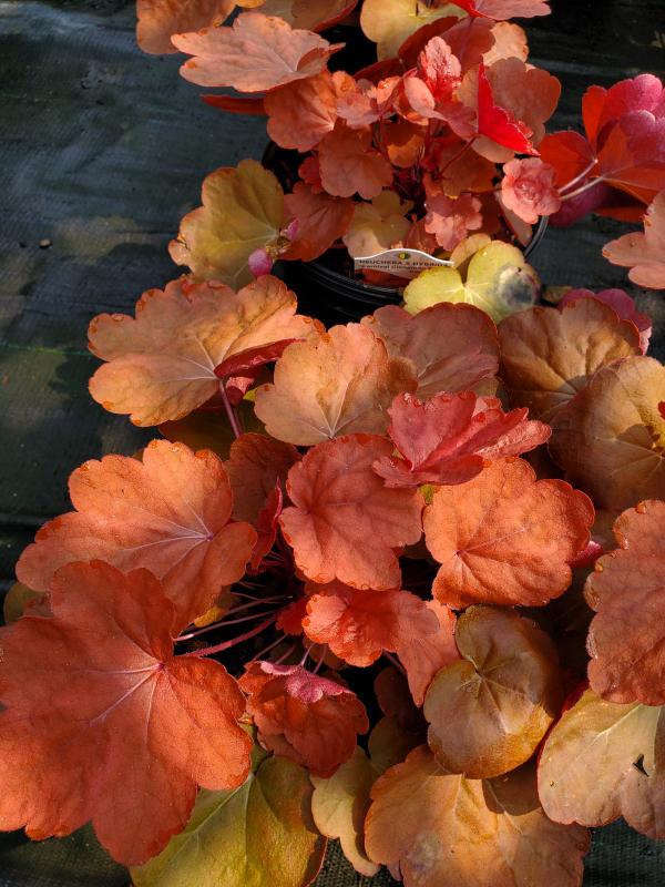 Heuchera X 'carnival Cinnamon Stick' - View 10 from www redcrocus com