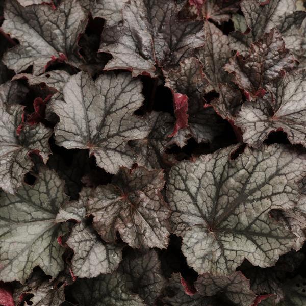 Heuchera X 'carnival Cinnamon Stick' - View 11 from www redcrocus com