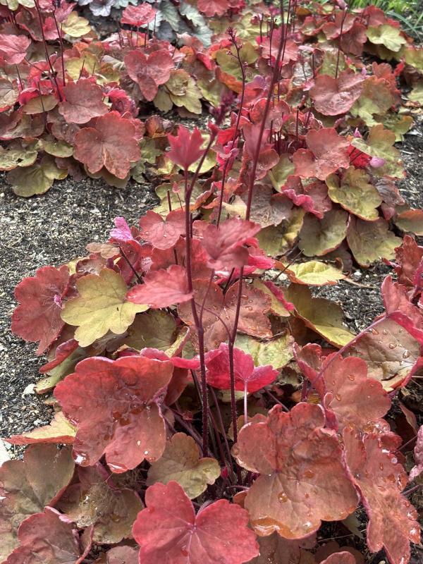 Heuchera X 'carnival Cinnamon Stick' - View 13 from www redcrocus com