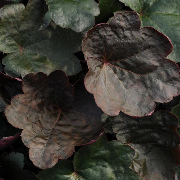 Heuchera X 'carnival Cinnamon Stick' - View 14 from www redcrocus com