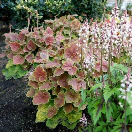 Heuchera X 'carnival Cinnamon Stick' - View 15 from www redcrocus com