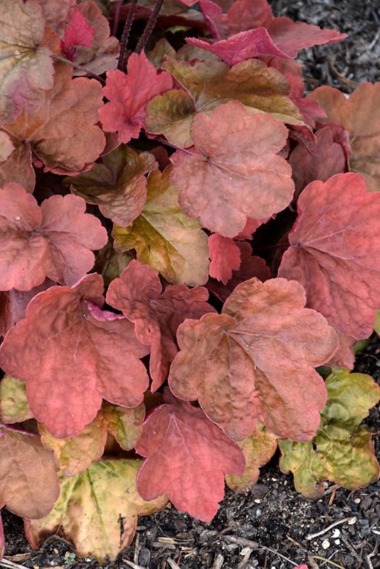 Heuchera X 'carnival Cinnamon Stick' - View 2 from www redcrocus com