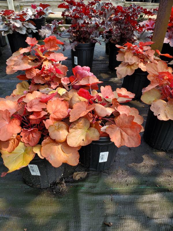 Heuchera X 'carnival Cinnamon Stick' - View 3 from www redcrocus com