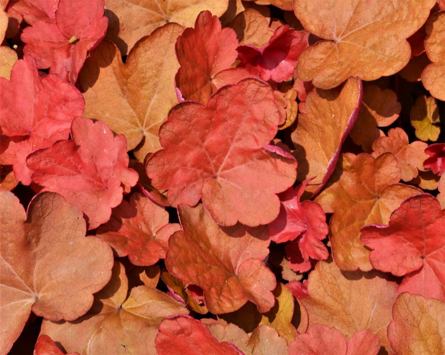 Heuchera X 'carnival Cinnamon Stick' - View 4 from www redcrocus com