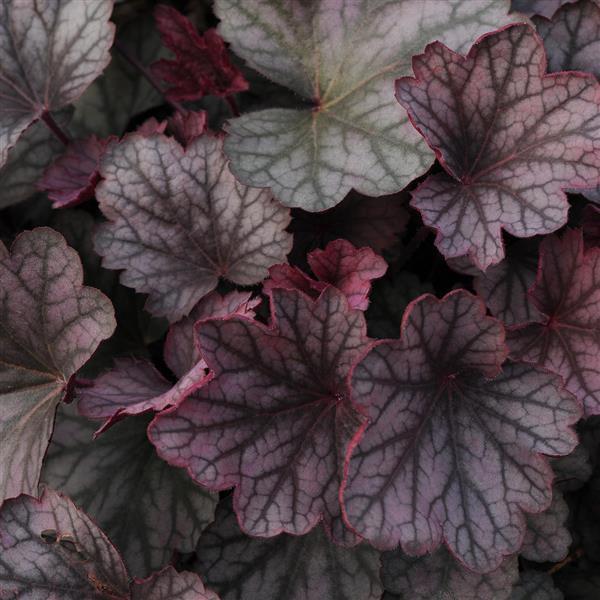 Heuchera X 'carnival Cinnamon Stick' - View 5 from www redcrocus com