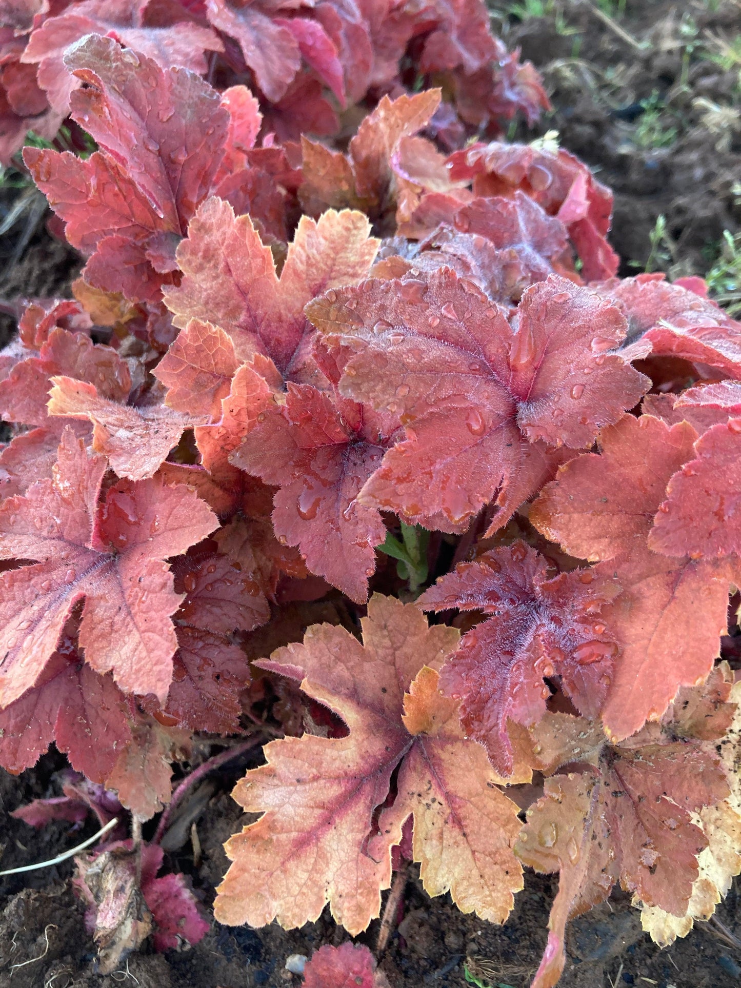 Heuchera X 'carnival Cinnamon Stick' - View 6 from www redcrocus com