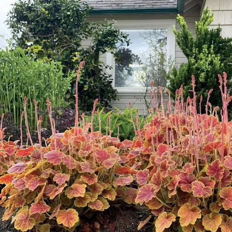 Heuchera X 'carnival Cinnamon Stick' - View 7 from www redcrocus com
